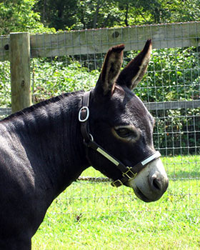 Critter Haven Farm Miniature Donkeys